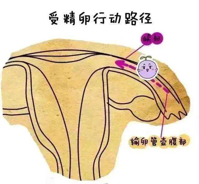 香港验血结果要有多少个y,备孕很久怀不上，试管婴儿能不能一次成功，4个因素