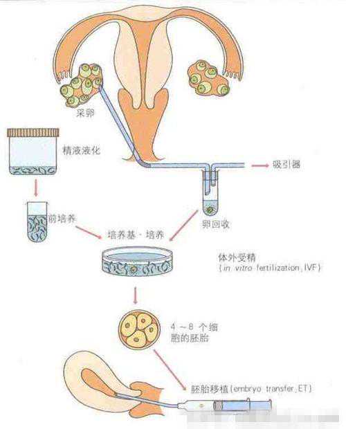 去香港验血查胎儿性别流程人不去,做试管的过程以及经过时间具体是怎样？