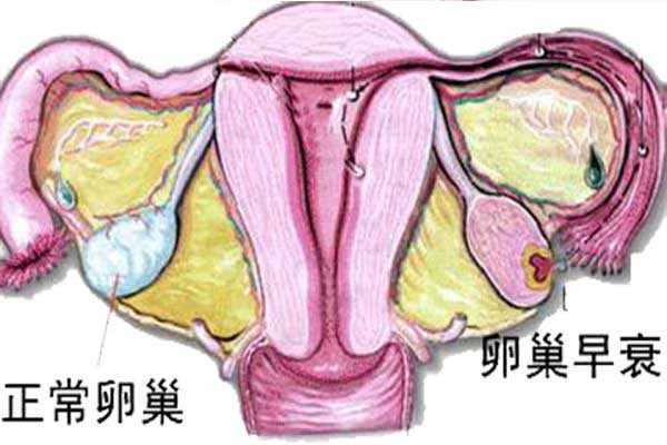 香港验血六周胎牙05m可以验吗,备孕的女性月经量少是不是卵巢早衰