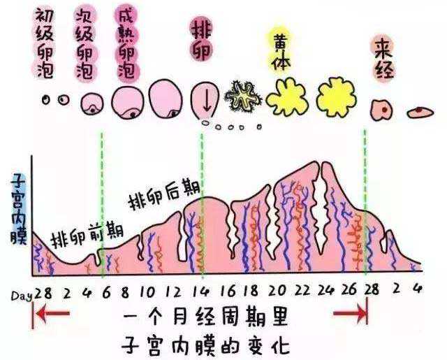 香港验血六周胎牙05m可以验吗,备孕的女性月经量少是不是卵巢早衰